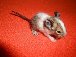 Strakatý osmák degu - barevné geny