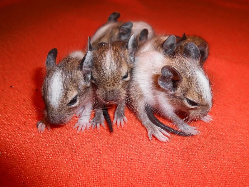 Strakatý osmák degu - barevné geny