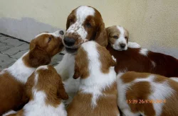 Prodám štěňata welsh springer spaniela