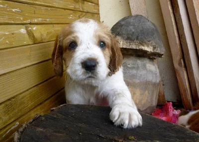 Prodám štěňata welsh springer spaniela