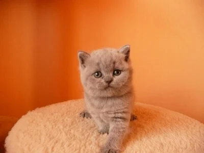 Zadám britská modrá koťata s PP