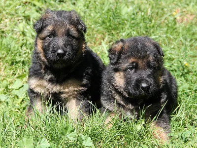 Německý ovčák