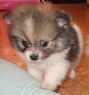 Německý špic trpasličí