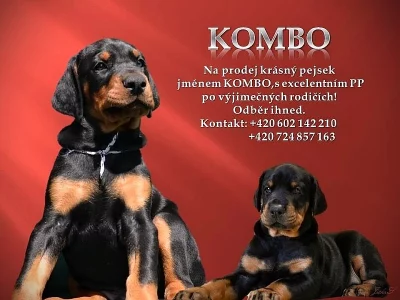 Dobrman - krásný pejsek s PP