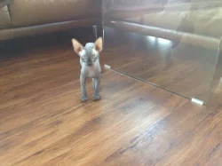 Kot'átka Kanadský Sphynx