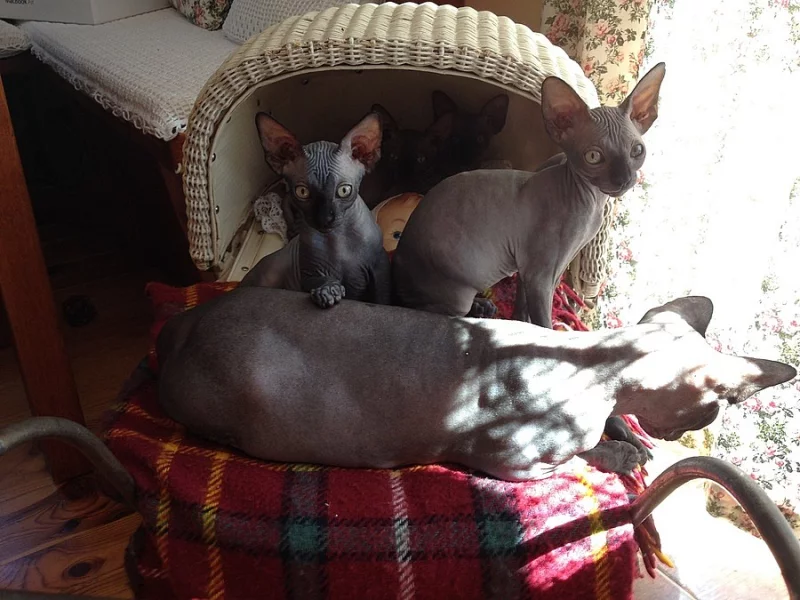 Kot'átka Kanadský Sphynx