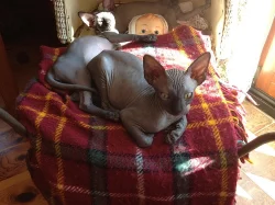 Kot'átka Kanadský Sphynx