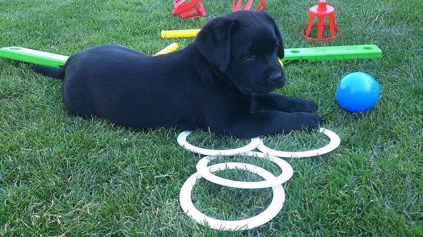 CHS Tiffany-dog nabízí štěňatko Labr. retr. s PP
