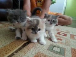 Britská koťátka