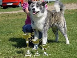 Nabízím psa Akita inu ke krytí