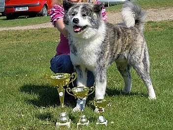 Nabízím psa Akita inu ke krytí