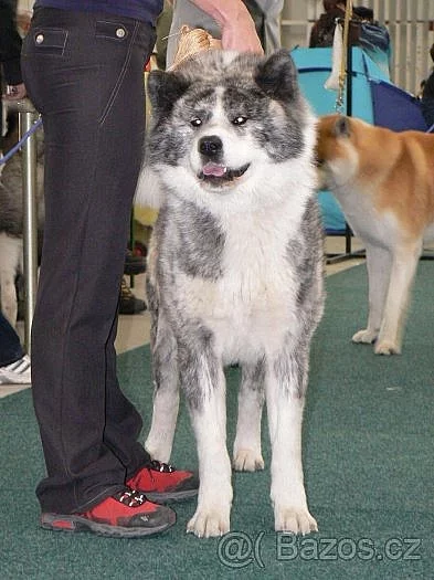 Nabízím psa Akita inu ke krytí
