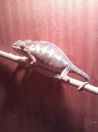 Chameleon pardalí