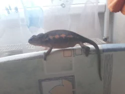 Chameleon pardalí