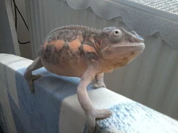 Chameleon pardalí