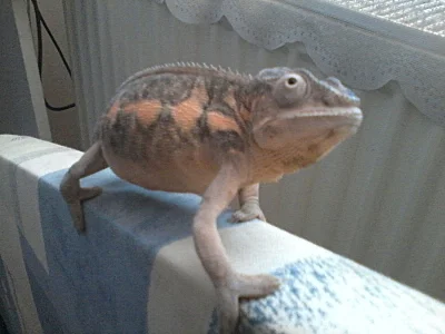 Chameleon pardalí