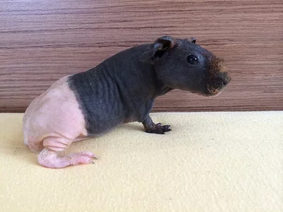 Skinny morčátka s P.P.