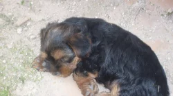 Štěňátka Yorkshirského teriéra k odběru
