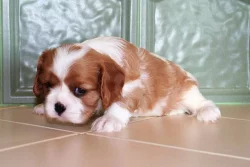 Kavalír King Charles Španěl