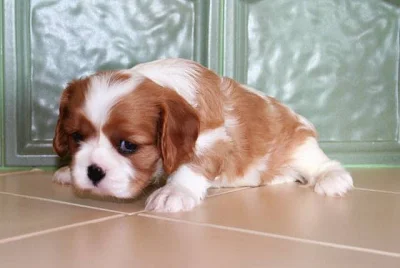 Kavalír King Charles Španěl