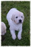 Zlatý Retriever