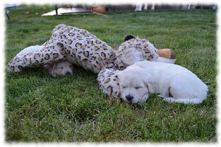 Zlatý Retriever