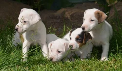 štěňátka jack russell terier