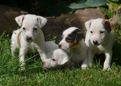štěňátka jack russell terier