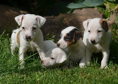 štěňátka jack russell terier