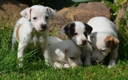 štěňátka jack russell terier