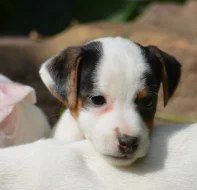 štěňátka jack russell terier