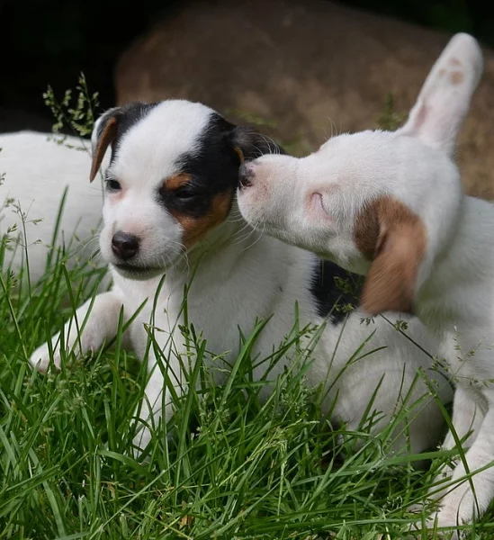 štěňátka jack russell terier