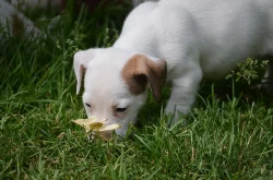 štěňátka jack russell terier