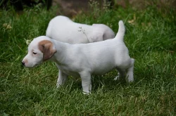štěňátka jack russell terier