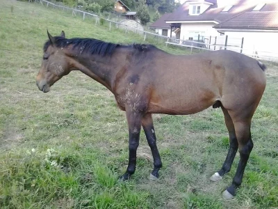Anglický plnokrevník