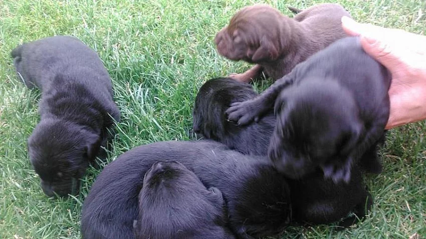 Daruji štěňata labradorského retrívra
