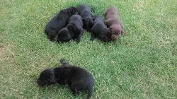 Daruji štěňata labradorského retrívra