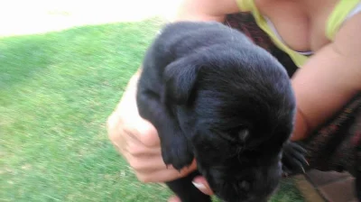 Daruji štěňata labradorského retrívra