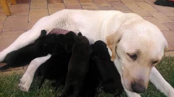 Daruji štěňata labradorského retrívra