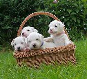 Parson Russell terrier - štěňátka