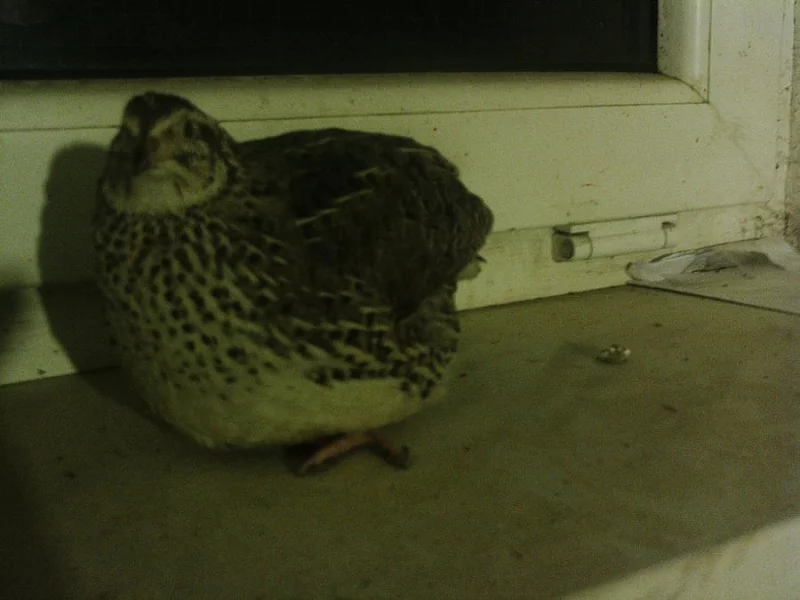 VEJCE KŘEPELKY JAPONSKÉ NOSNÉ