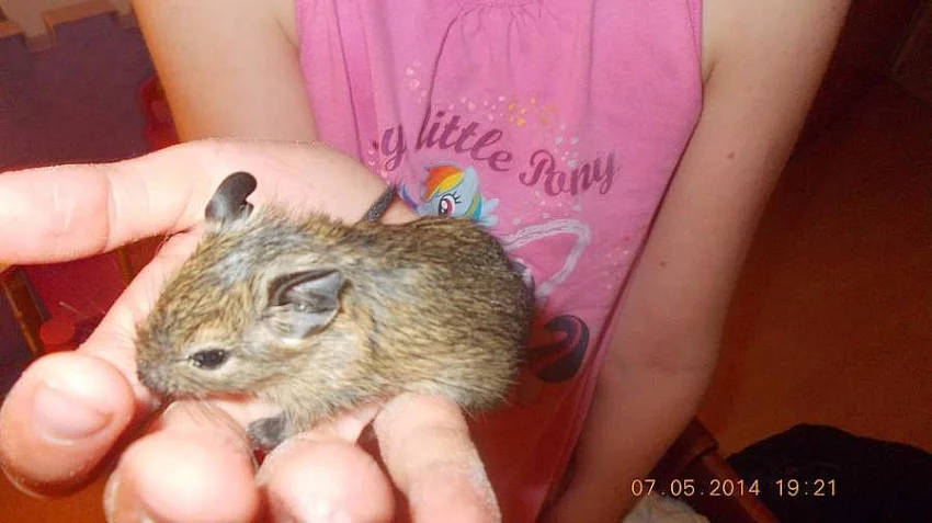 Osmák Degu