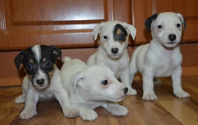 jack russell terier štěňátka