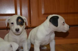 jack russell terier štěňátka