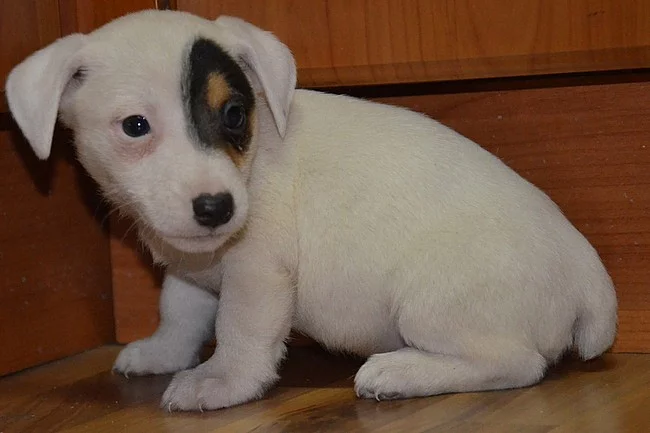 jack russell terier štěňátka