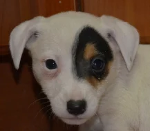 jack russell terier štěňátka