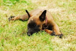 Štěňátka Belgický ovčák Malinois