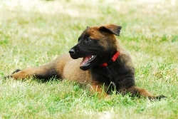 Štěňátka Belgický ovčák Malinois