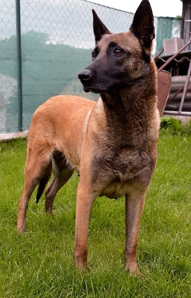 Štěňátka Belgický ovčák Malinois