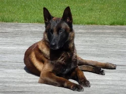 Štěňátka Belgický ovčák Malinois